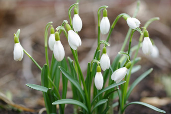 Картинка цветы подснежники +белоцветники +пролески флора природа растения первоцветы нежность май белый цвет весна галантус дача луковичные
