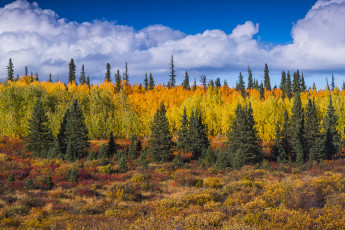 Картинка природа лес простор