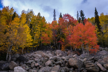 Картинка природа лес простор