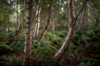 Картинка природа лес простор