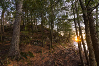 Картинка природа лес простор