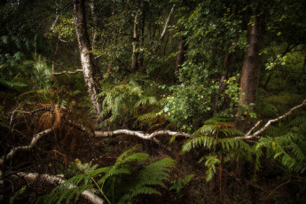 Картинка природа лес простор