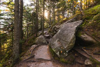 Картинка природа лес простор