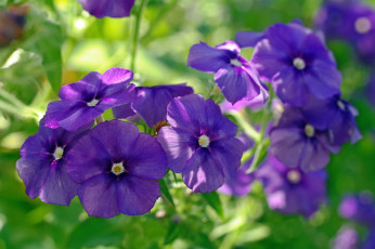 Картинка цветы флоксы фиолетовый цвет растения природа множество однолетники лето красота август дача флора