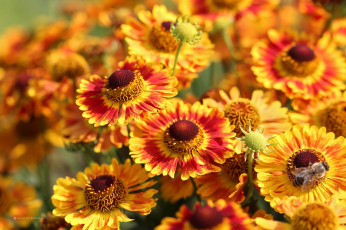 Картинка цветы гелениум макро