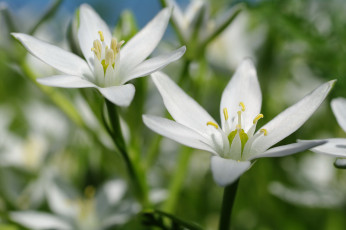 Картинка цветы пробуждение природа пестики флора тычинки растения май луковичные лилейные красота дача нежность многолетники макро белоснежность белый цвет весна птицемлечник