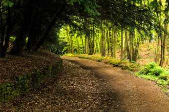 Картинка природа дороги простор