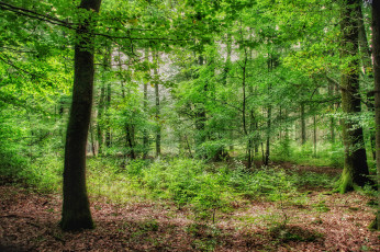 Картинка природа лес простор