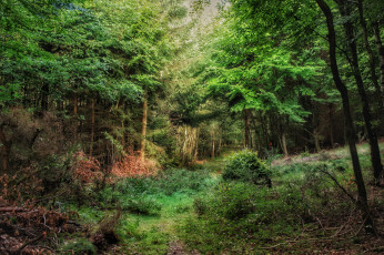 Картинка природа лес простор