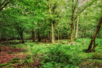 Картинка природа лес простор