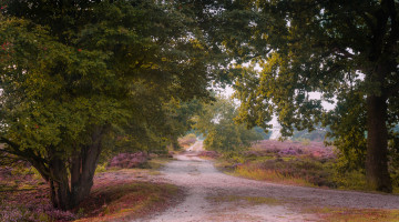 Картинка природа дороги простор