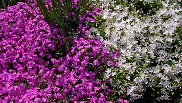 обоя обриета, цветы