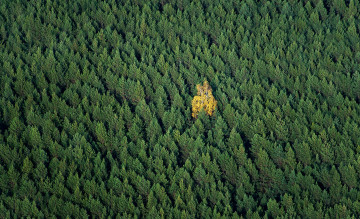 Картинка природа лес деревья осень