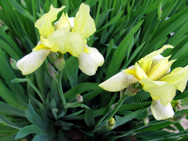 Обои картинки фото цветы, ирисы, дуэт