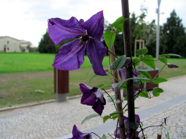 Обои картинки фото цветы, клематис , ломонос, лиловый