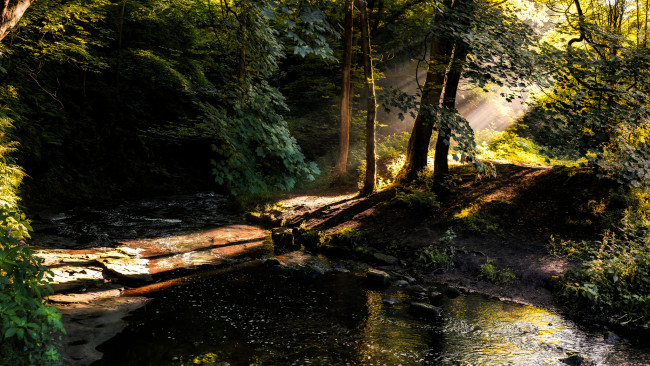 Обои картинки фото природа, лес, простор