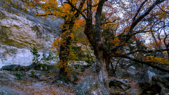 Обои картинки фото природа, лес, простор