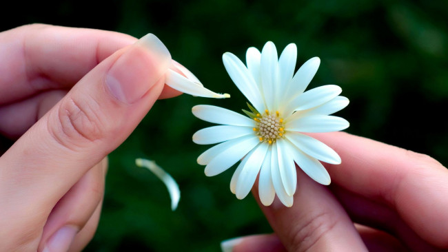 Обои картинки фото разное, руки, гадание, лепестки, цветок