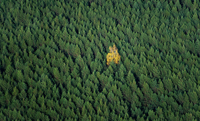 Обои картинки фото природа, лес, деревья, осень