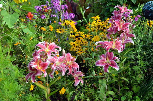 Обои картинки фото цветы, разные вместе, цветник