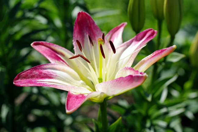 Обои картинки фото цветы, лилии,  лилейники, флора, тычинки, растения, природа, пестики, луковичные, лето, июль, дача