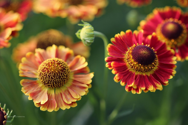 Обои картинки фото цветы, гелениум, макро