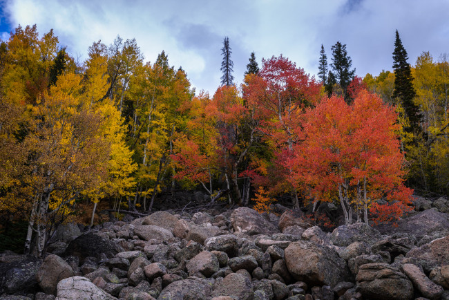 Обои картинки фото природа, лес, простор