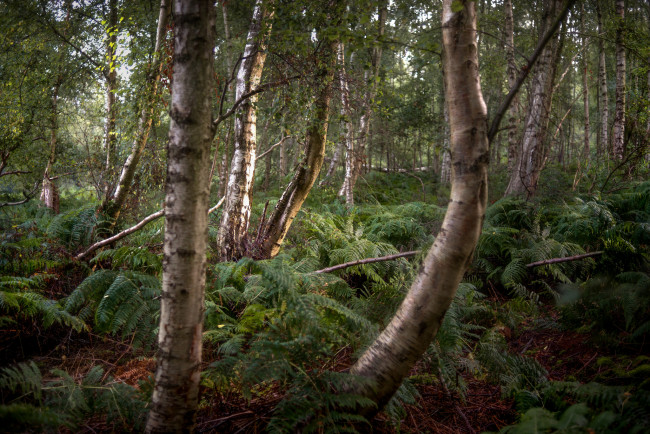 Обои картинки фото природа, лес, простор