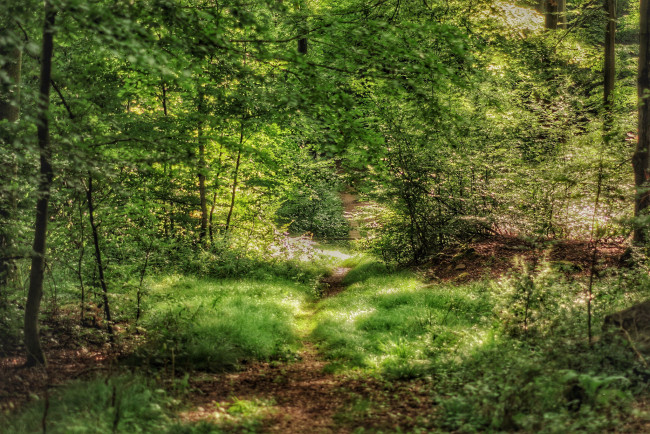 Обои картинки фото природа, лес, простор