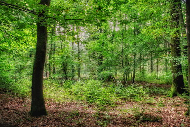 Обои картинки фото природа, лес, простор