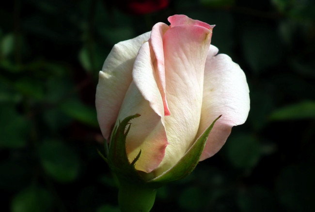 Обои картинки фото цветы, розы, бутон