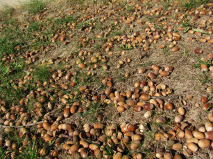 Картинка природа шишки +жёлуди +каштаны желуди