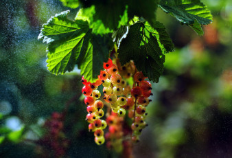 Картинка природа ягоды смородина