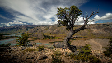 Картинка природа деревья простор