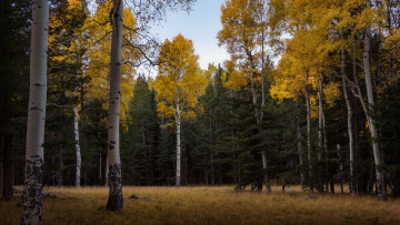 Картинка природа лес простор