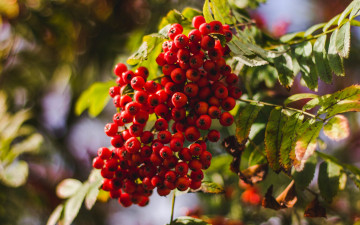 Картинка природа ягоды +рябина ветка