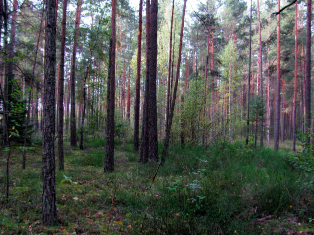 Обои картинки фото природа, лес, сосны