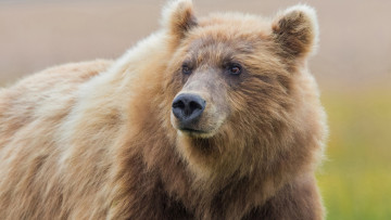 Картинка животные медведи медведь бурый гризли кодьяк животное хищник млекопитающее хордовые
