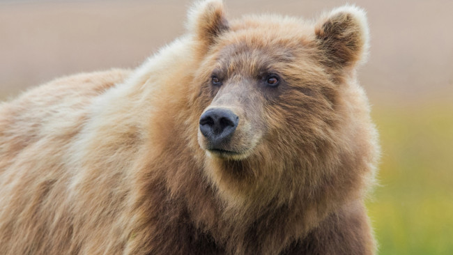 Обои картинки фото животные, медведи, медведь, бурый, гризли, кодьяк, животное, хищник, млекопитающее, хордовые