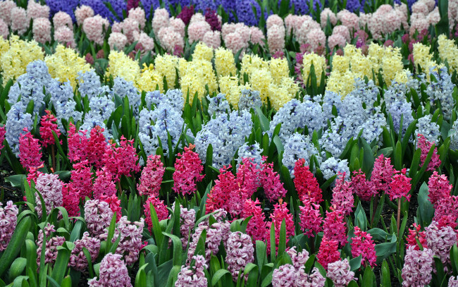 Обои картинки фото цветы, гиацинты, разноцветные, много