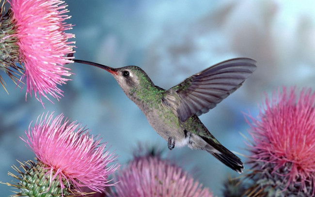 Обои картинки фото животные, колибри, птица, полет, цветы