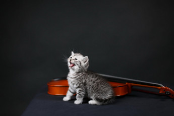 Картинка музыкальная+няшность+растёт+ животные коты котёнок комочек шерсти няшное существо да и лучший друг человека мур мяу