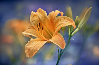 Картинка цветы лилии +лилейники лилейник