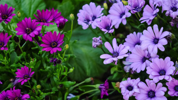 Картинка цветы остеоспермумы