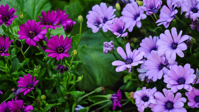 Обои картинки фото цветы, остеоспермумы