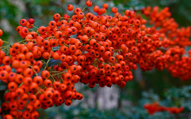 Обои картинки фото природа, ягоды,  рябина, рябина