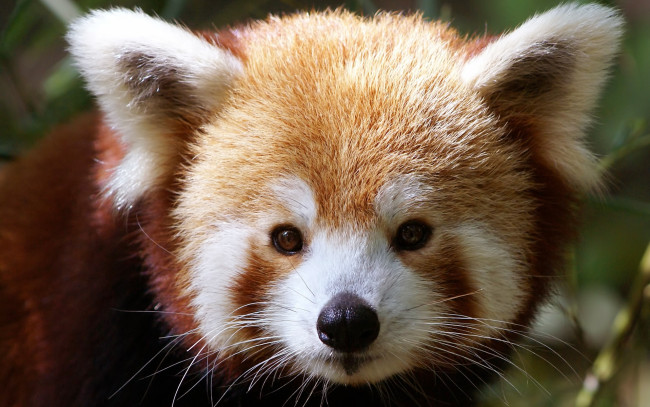 Обои картинки фото животные, панды, малая, красная, панда, голова, ветки