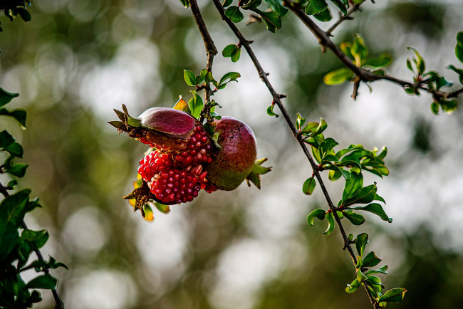 Обои картинки фото природа, деревья, ветки, зёрна, гранат