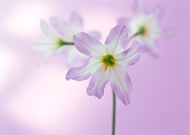 Обои картинки фото цветы, сиреневые