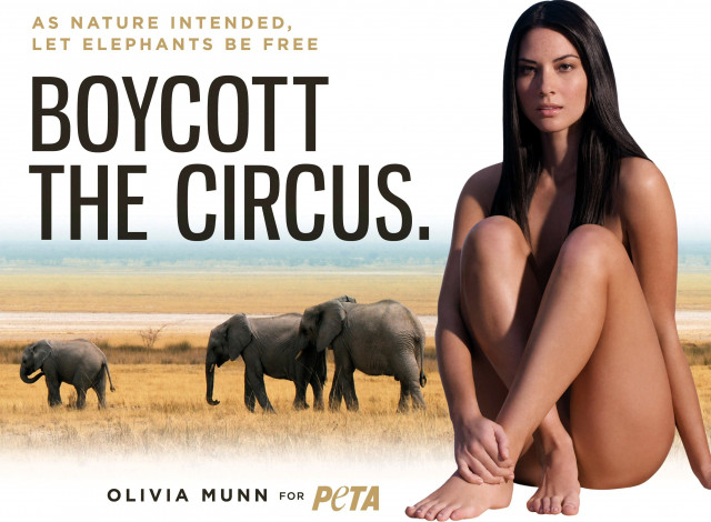 Обои картинки фото девушки, olivia munn, брюнетка, слоны, саванна